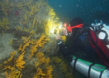 Descubre el Fascinante Mundo del Buceo en Ceuta