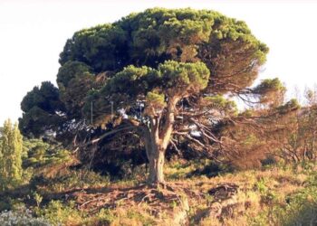 Psicología Ambiental: Impacto del Entorno en Nuestra Salud Mental