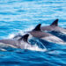 Delfines en Ceuta: Vida, Conservación y Protección en Libertad
